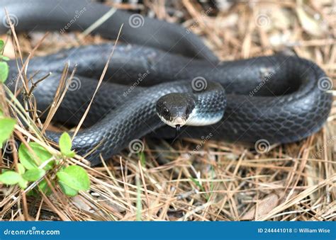 Black Eastern Racer Snake Coiled In The Grass Flicking Tongue Stock