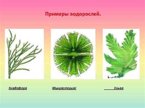 Зёленые водоросли Отдел зеленые водоросли объединяет низшие