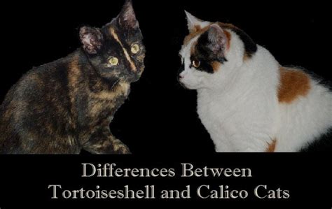 Differences Between Tortoiseshell And Calico Cats Hubpages