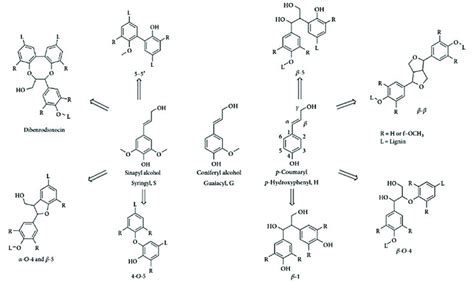 Lignin Monolignols And Common Chemical Bonds Involved In The Formation