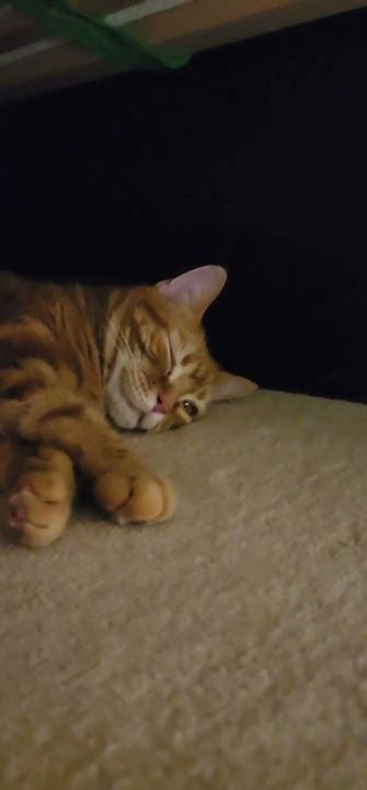 片目を開けまま寝てる😽💤 ずっと動かない笑😱 Youtube