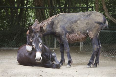 Equidae Family | ClipPix ETC: Educational Photos for Students and Teachers