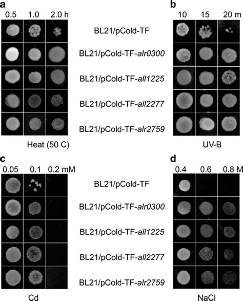 Spot Assay Of E Coli Strain Bl De Transformed With Vector Alone