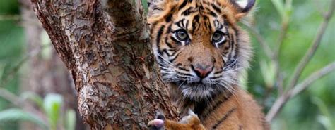 what is a Sumatran tiger | Endangered Sumatran Tiger