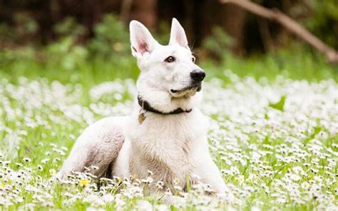 Where To Find White Swiss Shepherd Puppies For Sale | Dogable