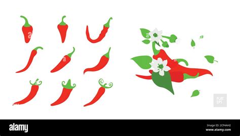 Red Hot Chili Peppers Set Various Peppers In Assortment With Leaves Buds And Flowers Design