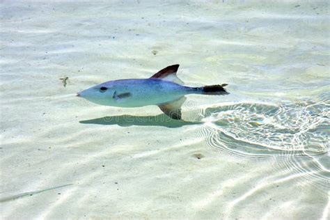 Pequeños Pescados Imagen De Archivo Imagen De Arena 45198297