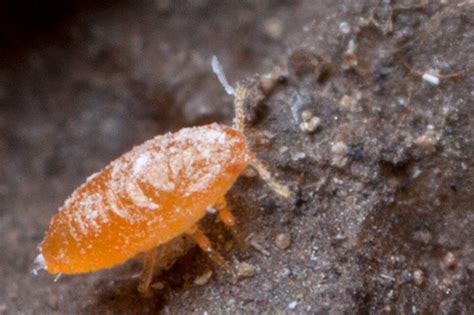 Mealybug - BugGuide.Net