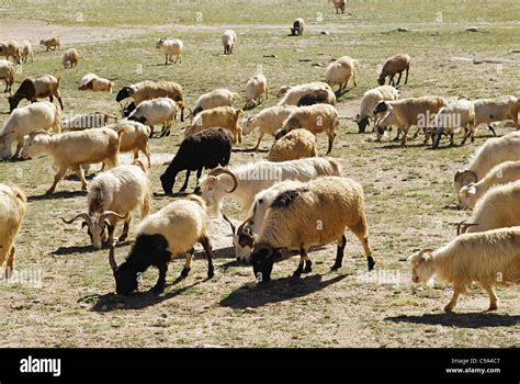 Group Of Goats On The Himalayan Mountain Ranges Ladakh Jammu