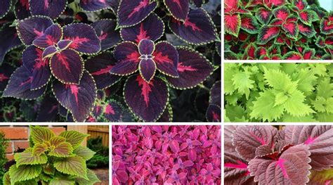 Coleus Varieties Artofit