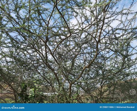 Close Up Of Sidr Tree Spiny Tree Branches Green Trees And Plants