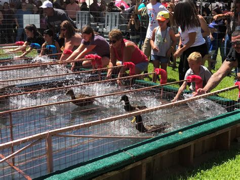 Duck Race🤨 Descubra O Universo Das Apostas Com Os Ganhadores Da Mega Da