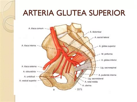 Estructuras Vasculonerviosas Y Visceras De La Pelvis Ppt