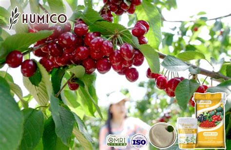 Unveiling Magnesium Amino Acid Chelate Benefits for Organic Agriculture - Humico