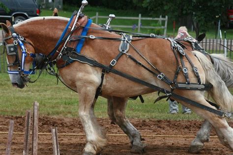 A Moment Of Science Indiana Public Media Magdeburg Horses