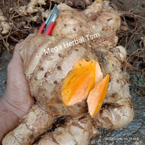 Jual Temulawak Segar 1kg Temu Lawak Fresh Organik 1 Kg Shopee Indonesia