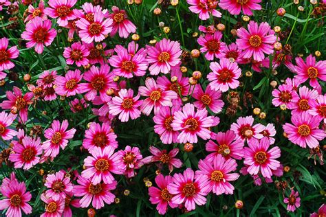 Gorgeous Coreopsis Varieties Sunset Sunset Magazine