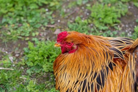 Rooster, Hen Free Stock Photo - Public Domain Pictures