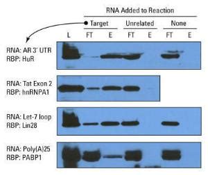 Magnetic RNA-protein pull-down kit, Pierce™ | VWR