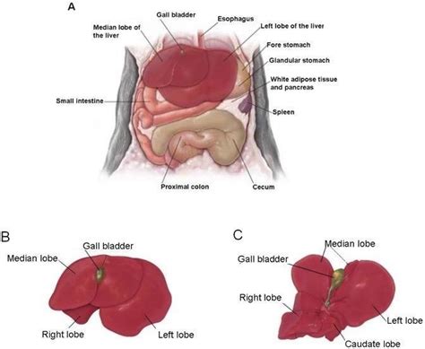 1. Anatomy of the mouse liver. A. Position of the liver in the cranial ...