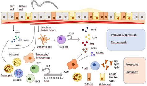 Frontiers Immunomodulation And Immune Escape Strategies Of