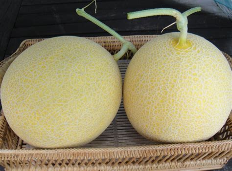 Magseeds Melon Hybrids