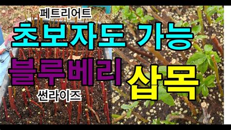 Blueberry Cuttings 블루베리삽목 초보자도 할수 있어요 블루베리따먹기 Youtube