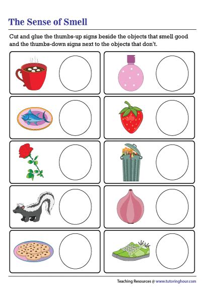 Sense Of Smell Worksheet