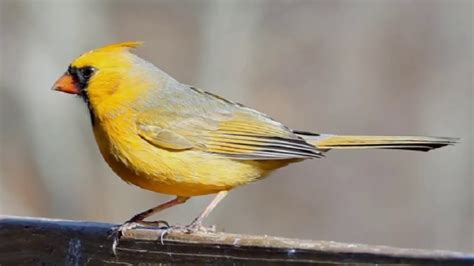 Types Of Yellow Birds : Yellowhammer The Wildlife Trusts, Because their ...