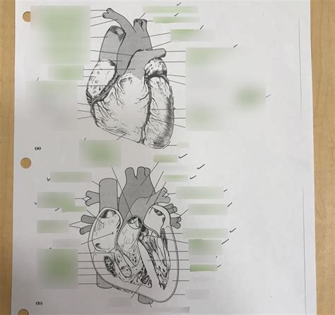 A P 2 LAB Heart Diagram Quizlet