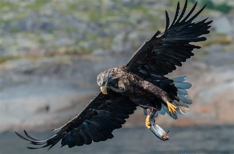 Arti Sebenarnya Mimpi Melihat Burung Elang Yang Perlu Anda Tahu