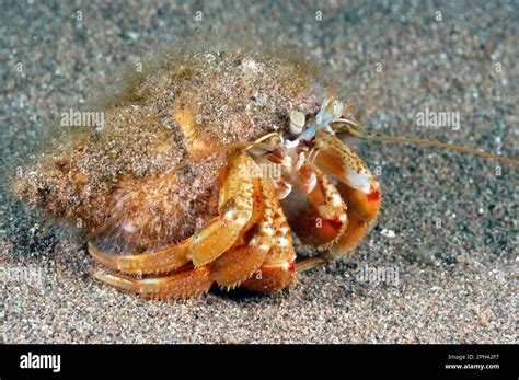 North Sea Hermit Crab Common Hermit Crab Common Hermit Crab North