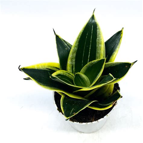 Sansevieria Hahnii Black Star Bird S Nest Snake Plant Default Title