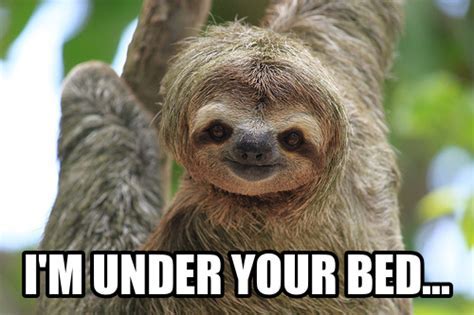 13+ Cute Sloth Memes for Your Absolute Enjoyment – Happy Sloth Co.