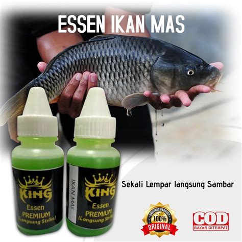 Jual Essen Ikan Mas Kilo Gebrus Harian Di Segala Cuaca Auto Strike