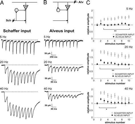 Synaptic Dynamics Of Schaffer And Alveus Input To CA1 Interneurons A