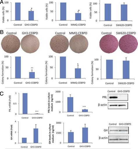 Overexpression Of Cebpd Suppresses Cell Proliferation And Prl