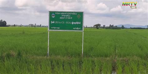 Monsoon Paddy Cultivation 65105 Acres Cultivated In Chaungzon