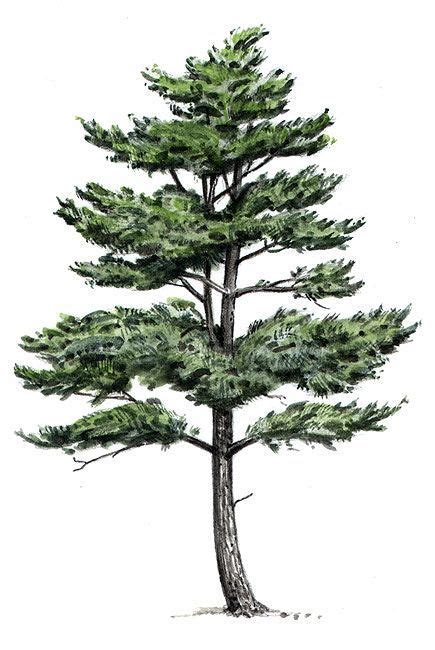 White Pine Tree Drawing