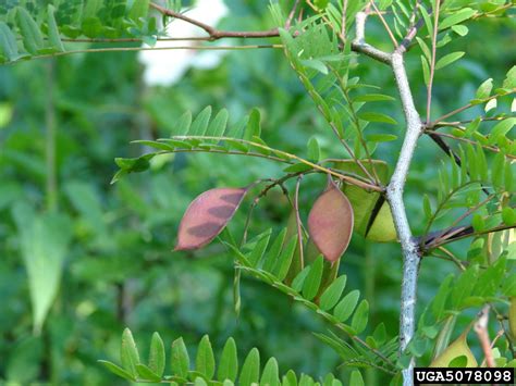 water locust (Gleditsia aquatica)