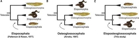 Descobertos Os Primeiros Ancestrais Dos Peixes De Hoje Planeta