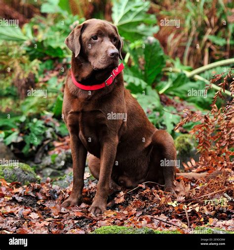 How Big Do Chocolate Labradors Get