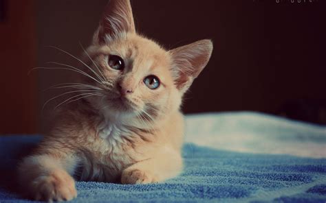 обои : Животные, Азиатский, нос, Бакенбарды, Глаз, Коты, Котенок ...