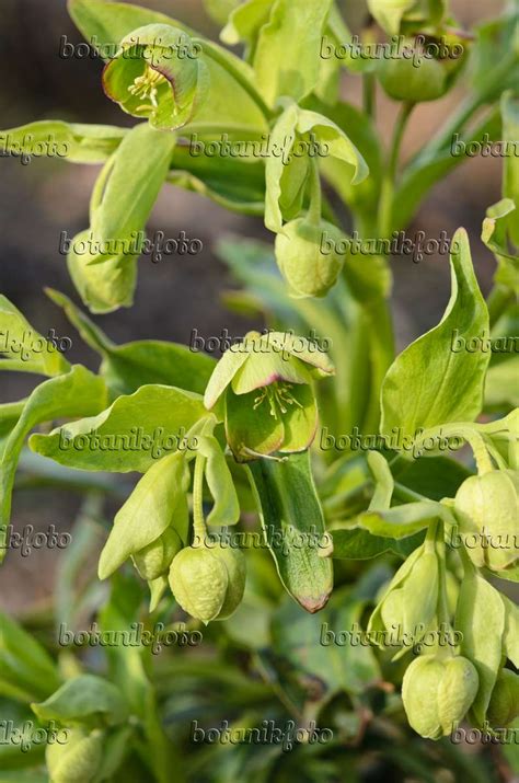 Images Stinking Hellebore Images Of Plants And Gardens Botanikfoto