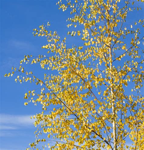 Golden Birch Leaves On Blue Sky Stock Image Image Of Plant Autumn 40753481