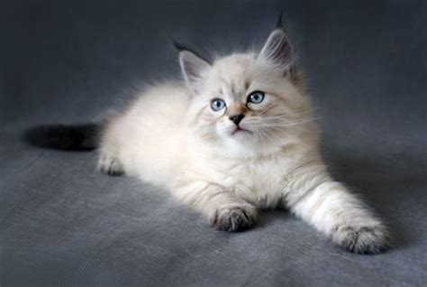 A Brief History of the Siberian Cat - Siberian Cats