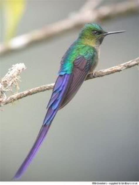 Naturaleza Viva : Aves Exoticas de Colombia