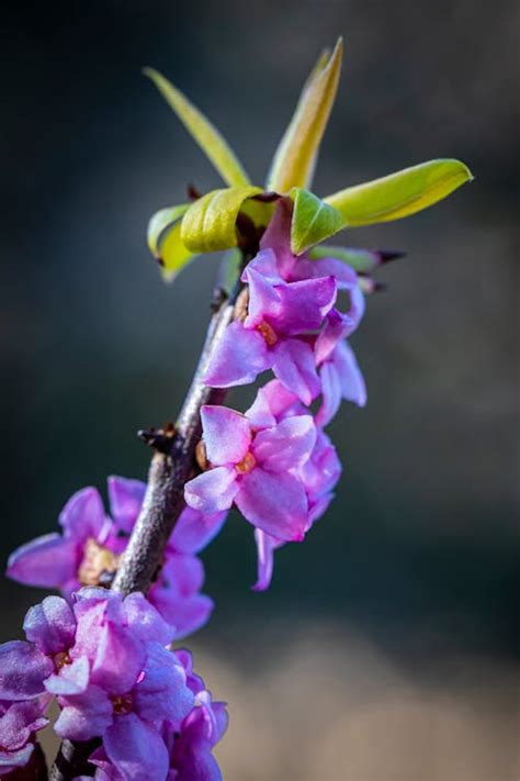 Pink and White Orchids\ · Free Stock Photo