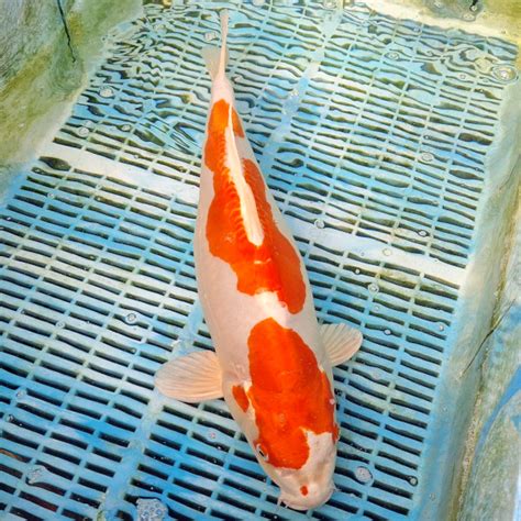 Koi For Sale Love Aquatics