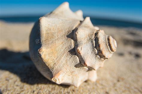 Knobbed Whelks More Than Just The State Shell Of New Jersey — Save